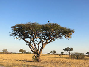 The acacia tree provides one of three ingredients in making a gum print